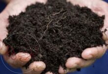 المصدر الرئيسي لمادة الدبال في التربة