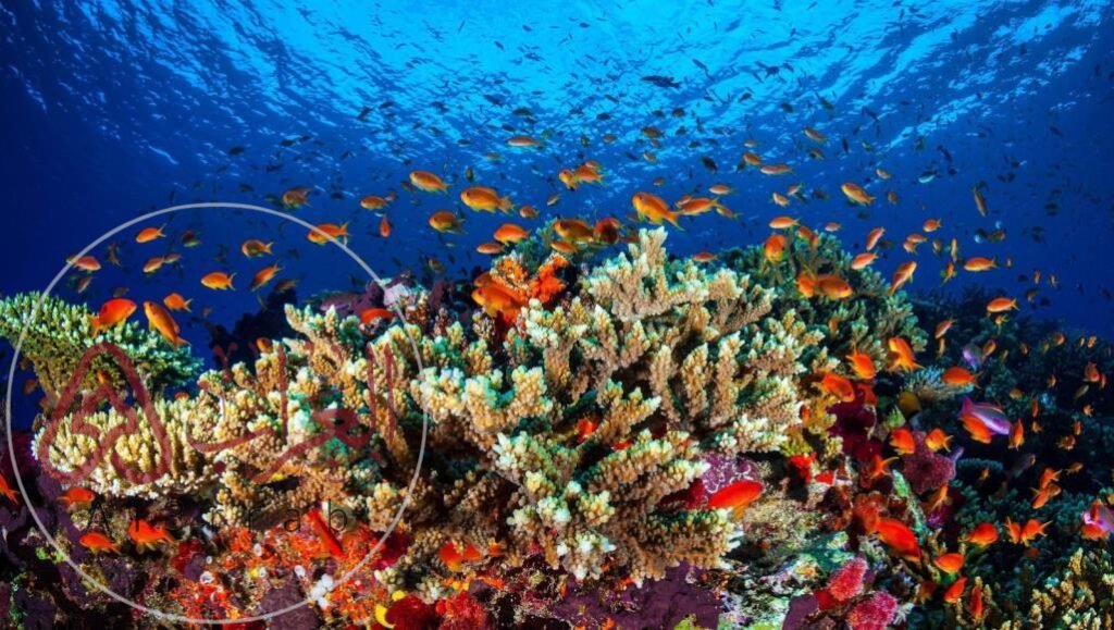 بناء على ما تعرفه عن موطن المخلوقات المرجانية ما العامل الأحيوي المحدد لها