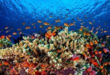 بناء على ما تعرفه عن موطن المخلوقات المرجانية ما العامل الأحيوي المحدد لها