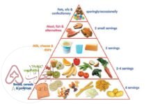 تشكل قاعدة الهرم الغذائي