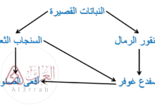 ما الذي يشكل عاملا لا حيويا لشجرة في غابة