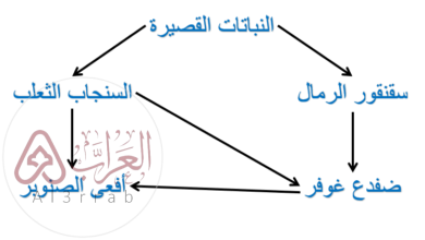 ما الذي يشكل عاملا لا حيويا لشجرة في غابة