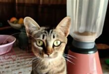 فيديو القطة في الخلاط يوتيوب تفاصيل القصة