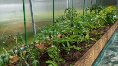 كم تكلفة الزراعة المائية بالسعودية 2026