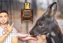 من اي حيوان يستخرج المسك