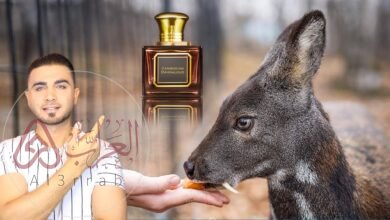 من اي حيوان يستخرج المسك