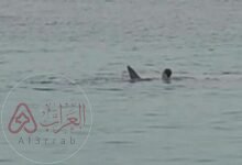 لحظة هجوم القرش في الغردقه علي السائح الروسي