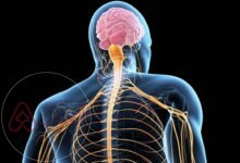 ما هو التصلب الجانبي الضموري العضلي ويكيبيديا