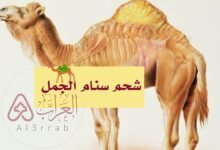 ماذا يطلق علي شحم سنام الابل