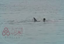 من هو السائح الروسي...الذي التهمه القرش بمصر