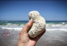 تجربتي مع العنبر للتسمين ومتى تبان نتيجة العنبر