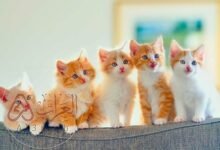 تفسير حلم اكل لحم القطط في المنام للنابلسي ولابن سيرين