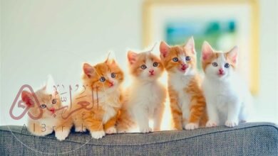 تفسير حلم اكل لحم القطط في المنام للنابلسي ولابن سيرين