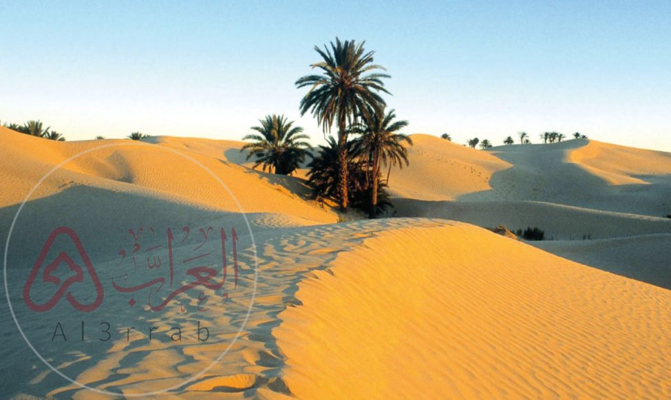 شجرة قبيلة يام