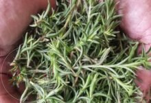 ما هي فوائد الزعتر البري وأشهر استخداماته