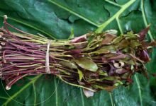 هل القات من المخدرات في السعودية