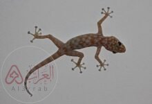 هل الوزغ سام ام لا