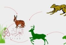 أي العبارات الآتية المتعلقة بسلسلة الغذاء المبينة أعلاه صحيحة