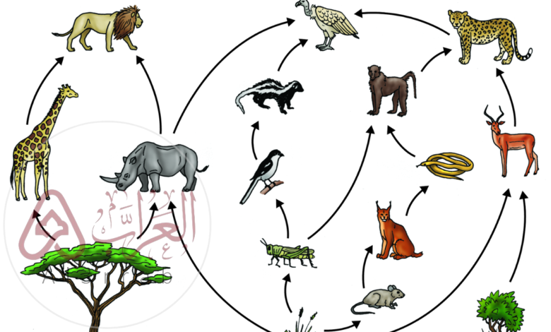 أي العبارات الآتية المتعلقة بسلسلة الغذاء المبينة أعلاه صحيحة