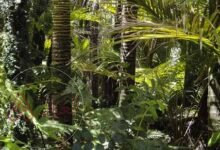 اختر الحيوان الذي يكثر احتمال وجوده في الغابة المطيرة