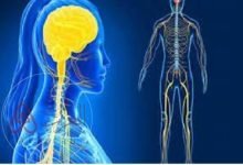 تنقل الرسائل الحسيه الى الدماغ عن طريق