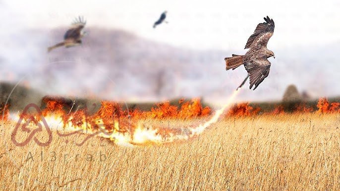 ما الذي يحدث للطيور عندما تحترق الغابات