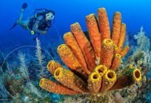 إجابة كيفت حيوانات اليابسة للحصول على الأكسجين بشكل فعال أكثر من الماء بسبب