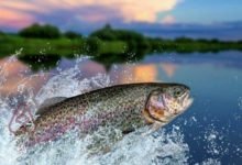 إجابة ما الخاصية التي تتمتع بها خياشيم الأسماك