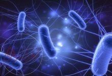 تنتج بكتيريا e.coli التي تعيش في أمعاء الإنسان