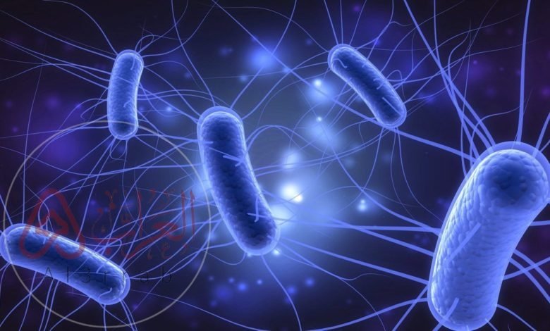 تنتج بكتيريا e.coli التي تعيش في أمعاء الإنسان