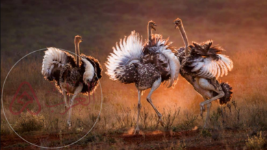 لماذا تحتاج الطيور التي لا تطير مثل النعامة إلى الريش؟.