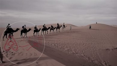 من هو الوايلي ويكيبيديا وما هو أصله من وين