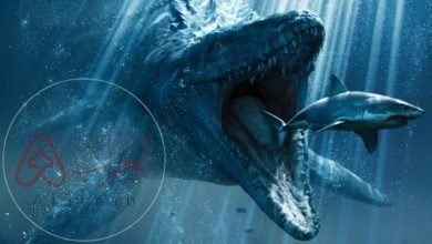 ما هو اسرع المخلوقات البحرية وأهم المعلومات عنه