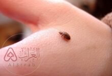 ما هو بقّ الفراش المثير للذعر في فرنسا؟