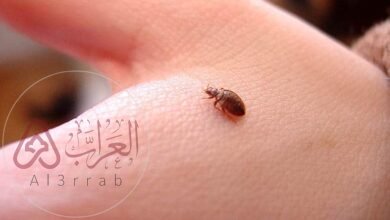 ما هو بقّ الفراش المثير للذعر في فرنسا؟