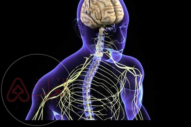 الجهاز المكون من الدماغ والحبل الشوكي هو الجهاز العصبي الطرفي