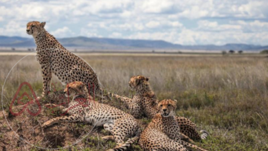 ما هو اسرع حيوان في العالم