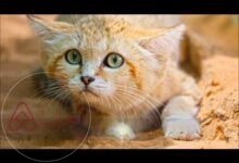 فيديو ظُهور القط الرملي في محمية الوعول لأول مرة أيقونة للحياة الفطرية