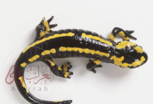 طائر السمندل ويكيبيديا الحيوان الذي لا يحترق بالنار