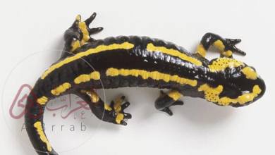 طائر السمندل ويكيبيديا الحيوان الذي لا يحترق بالنار