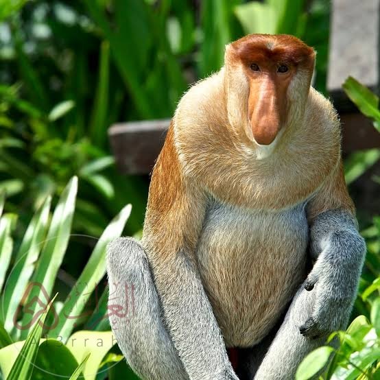 القرد العظيم