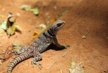 ما اسم انثى الضب،وش اسم انثى الضب