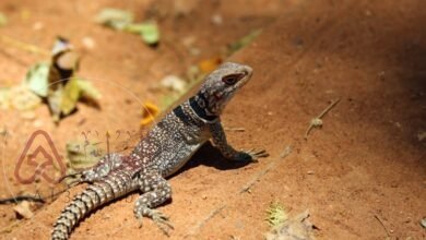 ما اسم انثى الضب،وش اسم انثى الضب