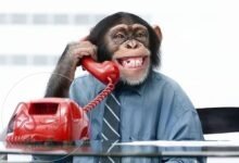 ما هو أذكى حيوان في العالم ويكيبيديا