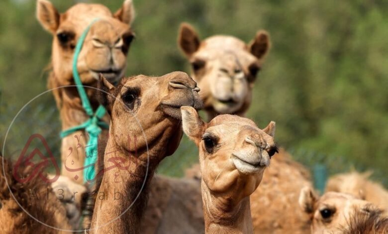 من اسماء الابل..قائمة بأسماء الإبل بحسب ألوانها وأصولها