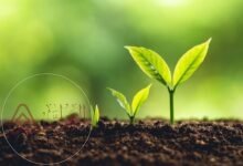 تاتي الزراعه في الصداره بين الانشطه