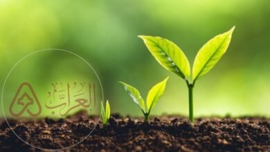 تاتي الزراعه في الصداره بين الانشطه