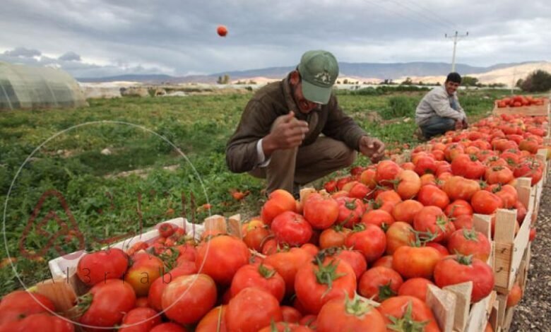 تستهلك الزراعة في الأردن حوالي 55 من موارد المياه السطحية والجوفية