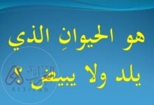 ما هو الحيوان الذي لا يلد ولا يبيض