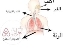 الوظائف الرئيسة للجهاز التنفسي